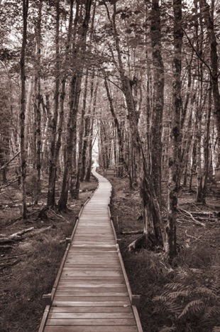 The Long and Winding Trail Sepia - NHP76s